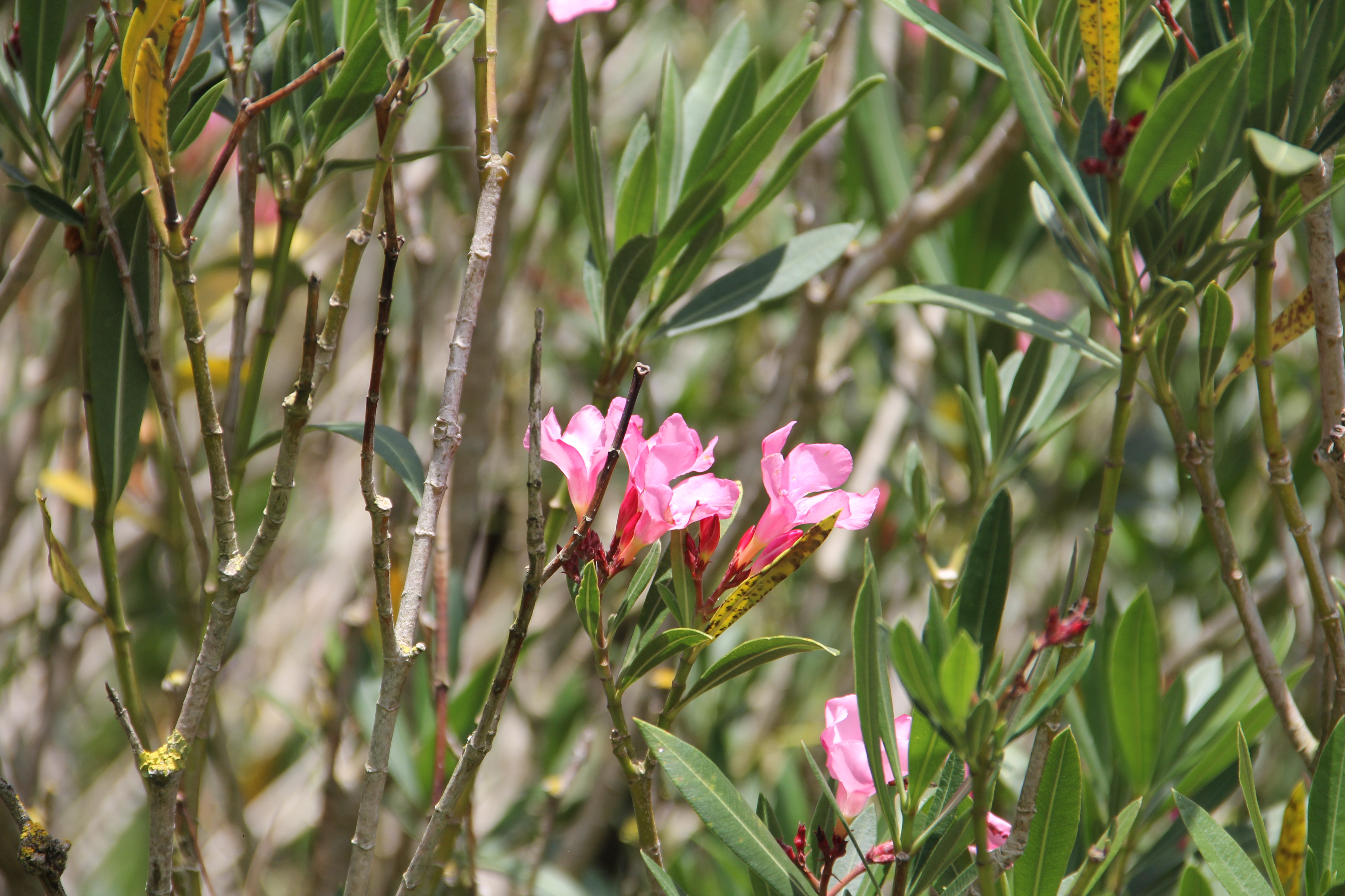Foto bloem met takken